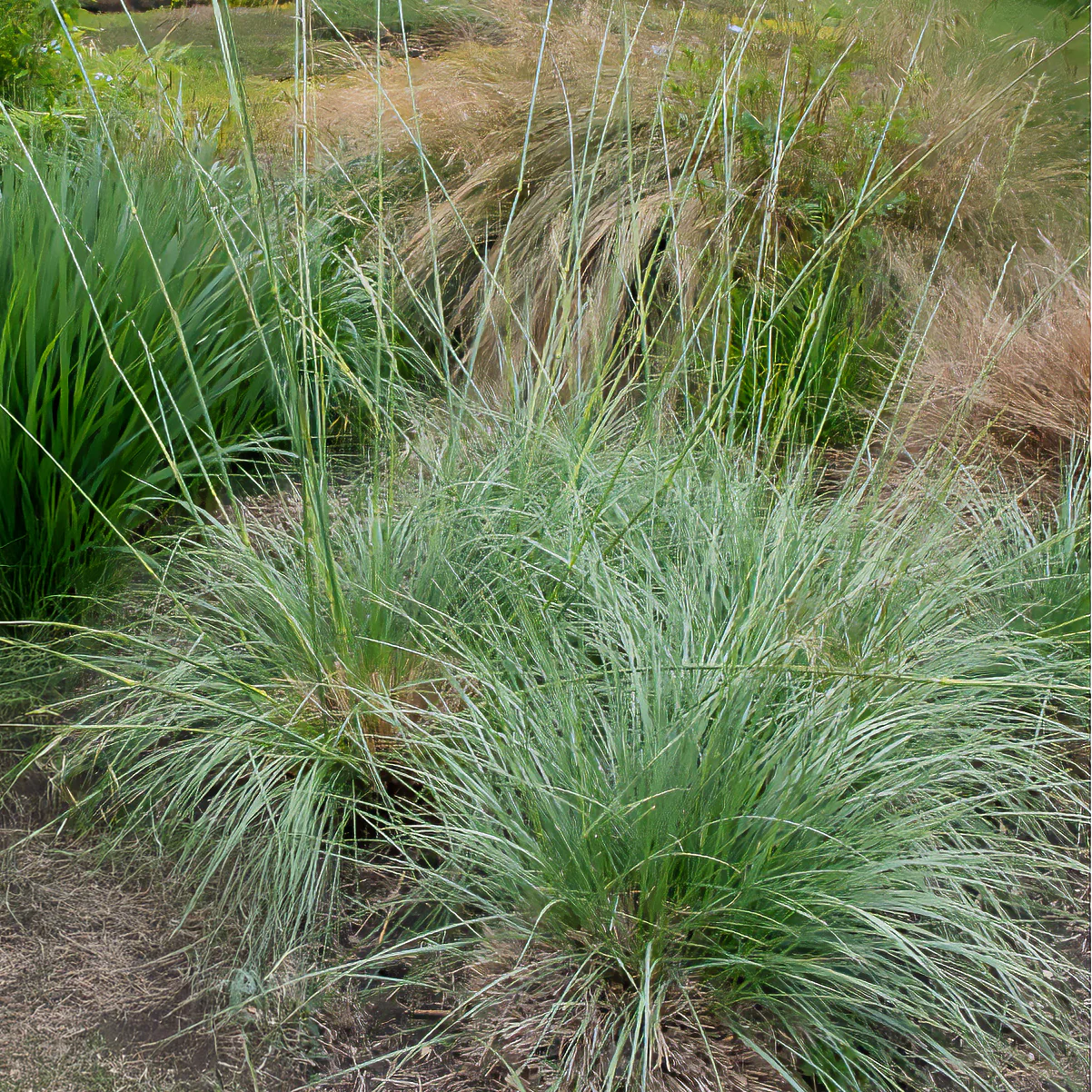 Fétuque mairei