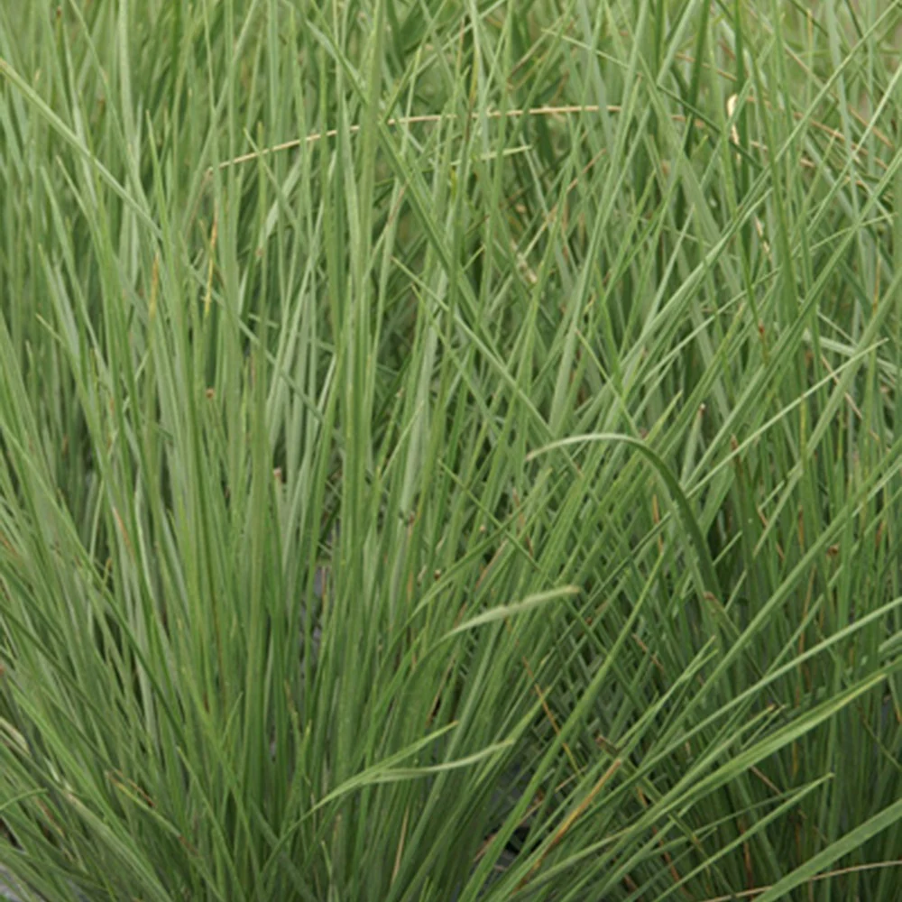 Fétuque mairei - Image 2
