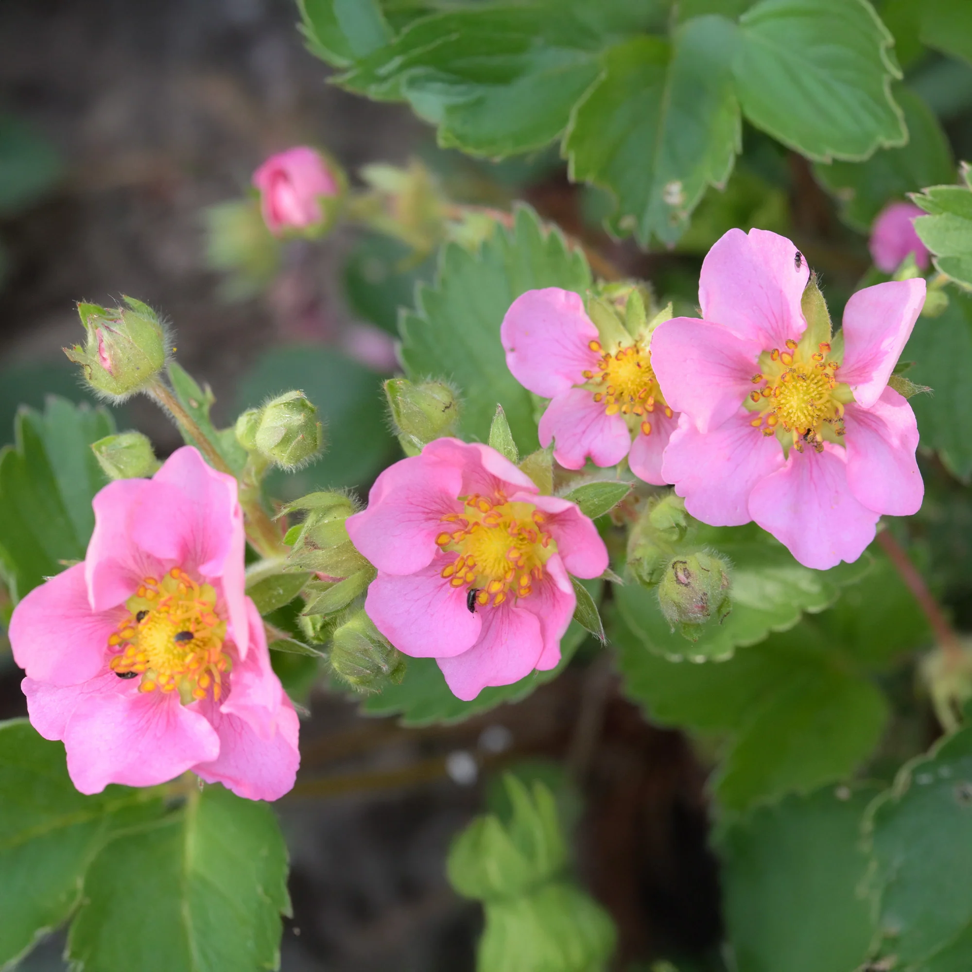 Fraisier rose Pink Panda - Image 5