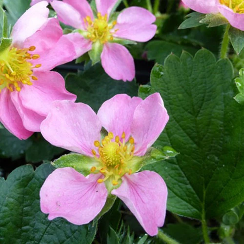 Fraisier rose Pink Panda - Image 6