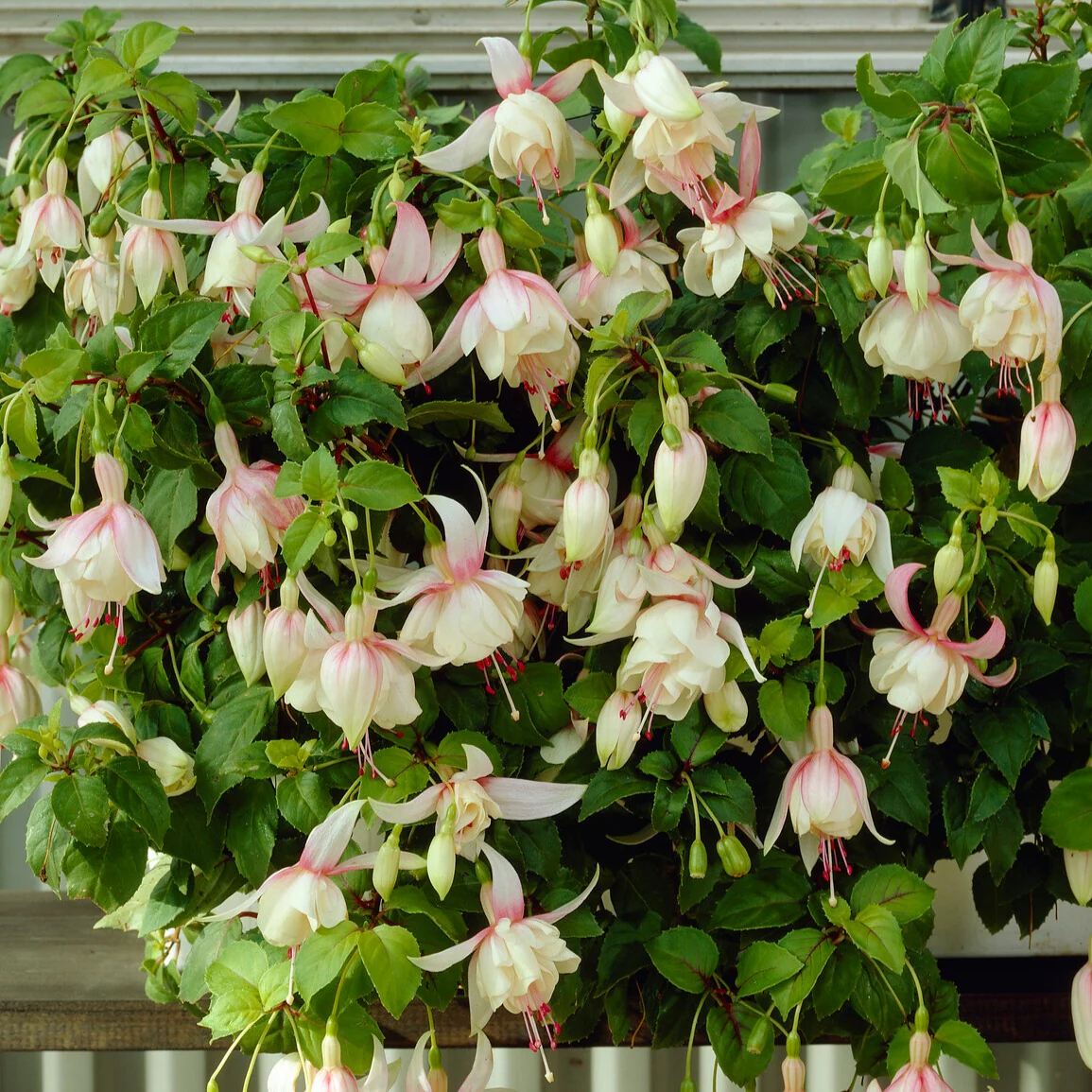 3 Fuchsias résistants au gel Annabel - Image 3
