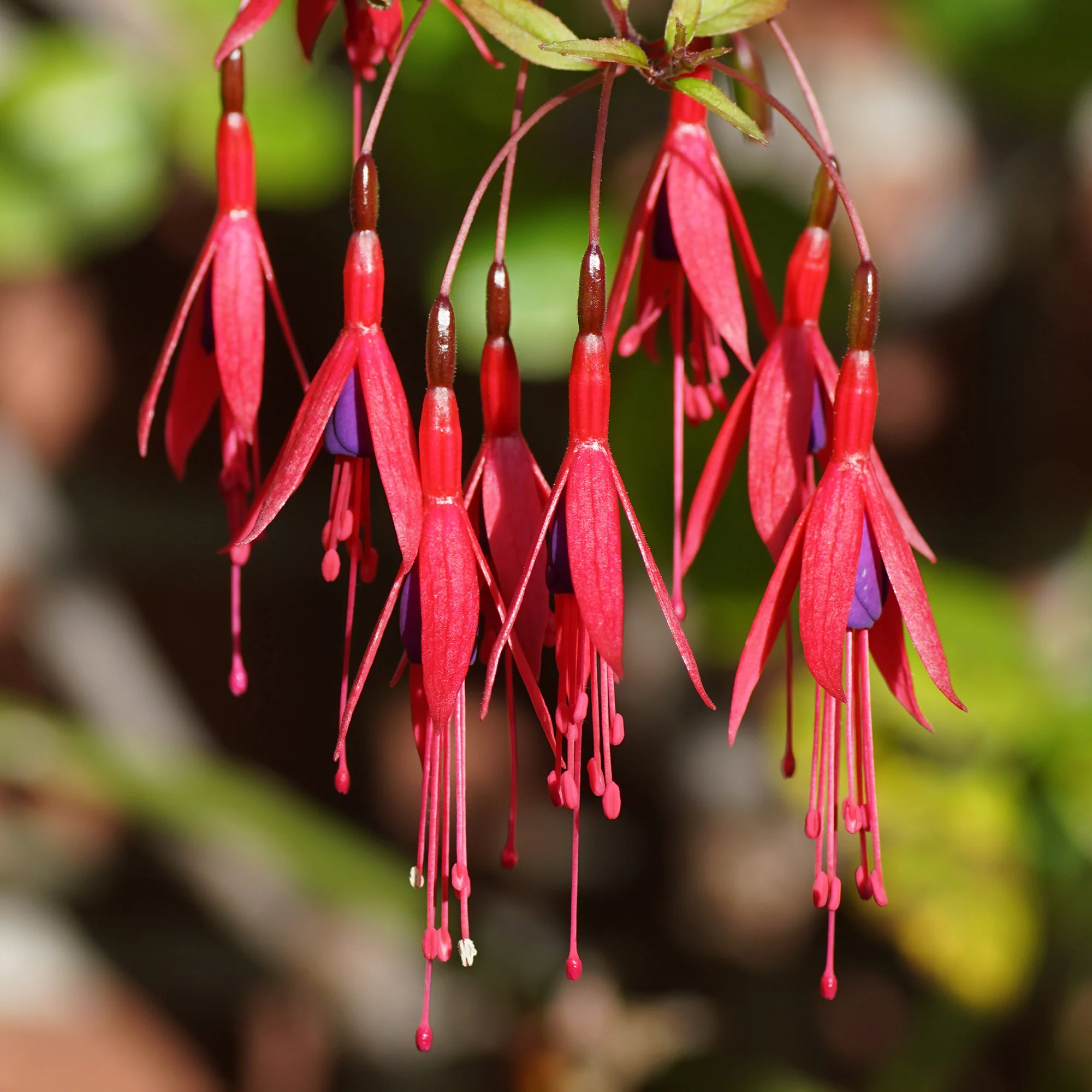 3 Fuchsias Riccartonii