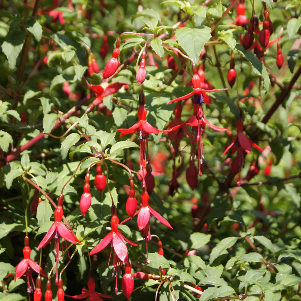 3 Fuchsias Riccartonii - Image 2