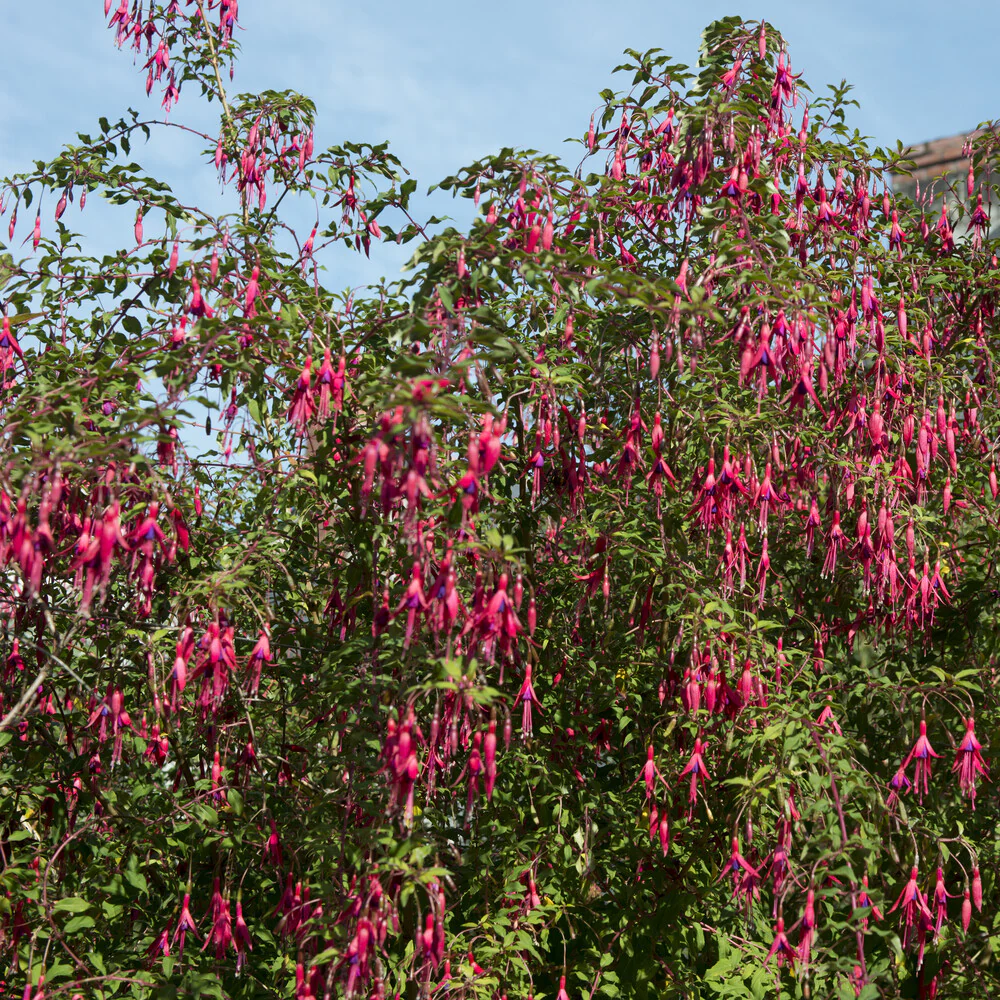 3 Fuchsias Riccartonii - Image 3