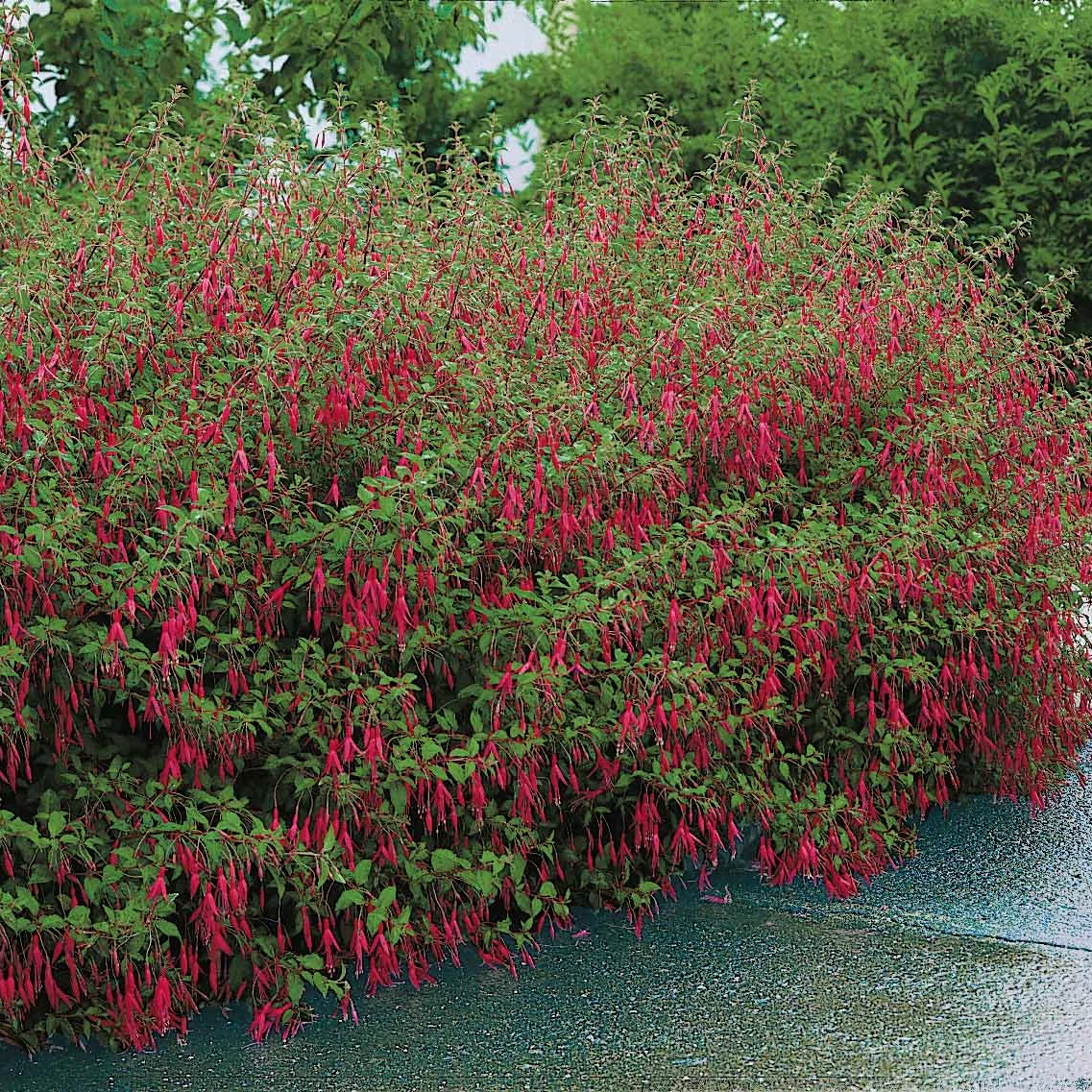 3 Fuchsias Riccartonii - Image 4