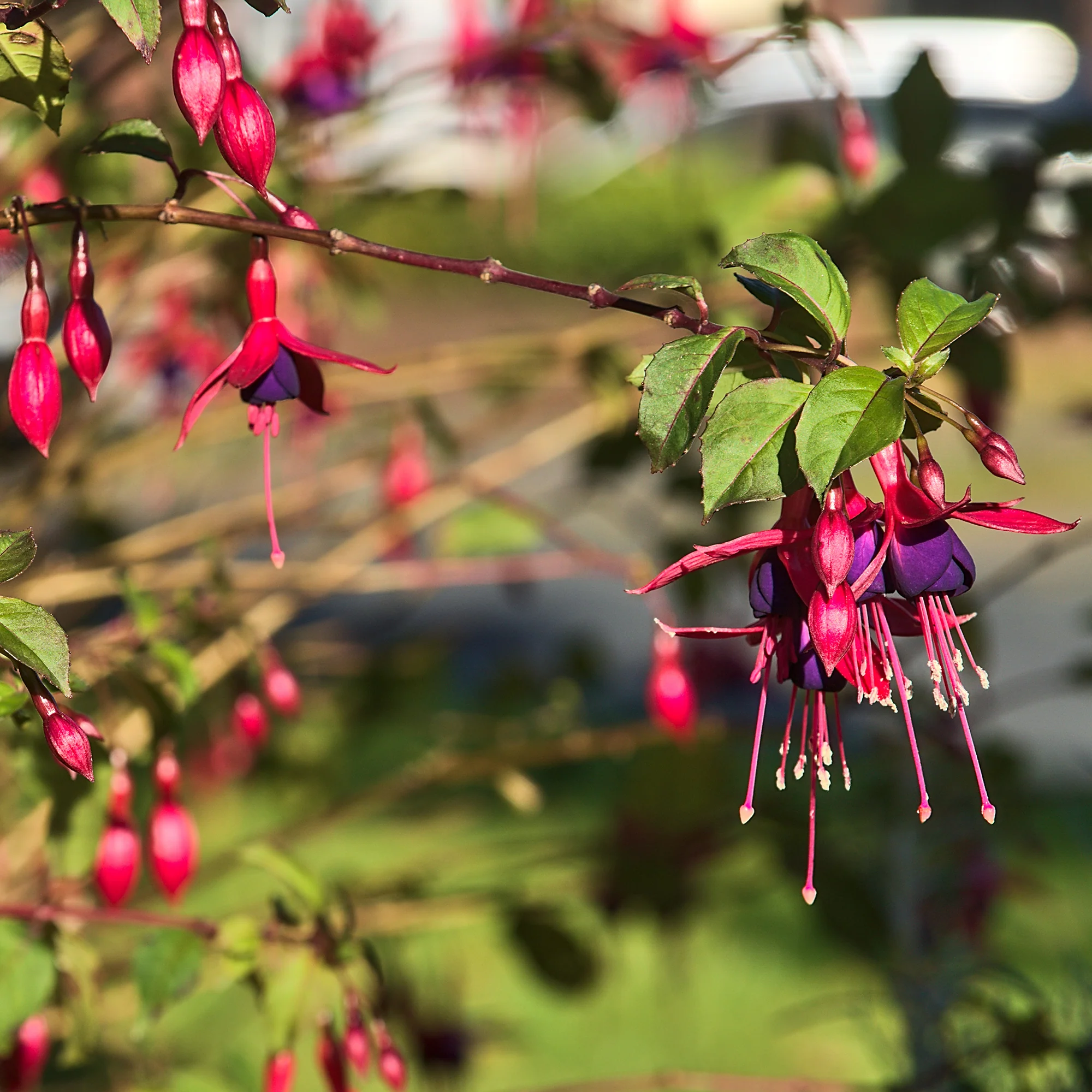 3 Fuchsias Riccartonii - Image 5