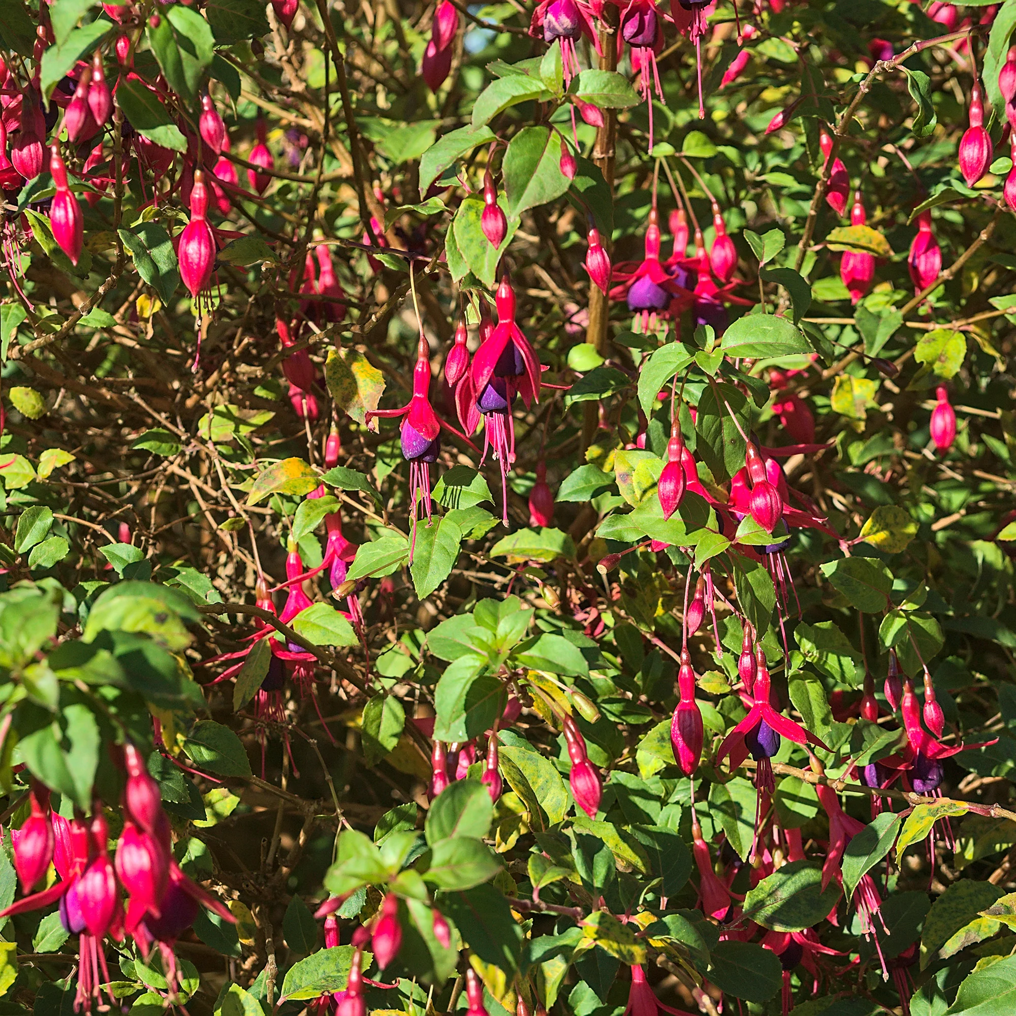 3 Fuchsias Riccartonii - Image 6