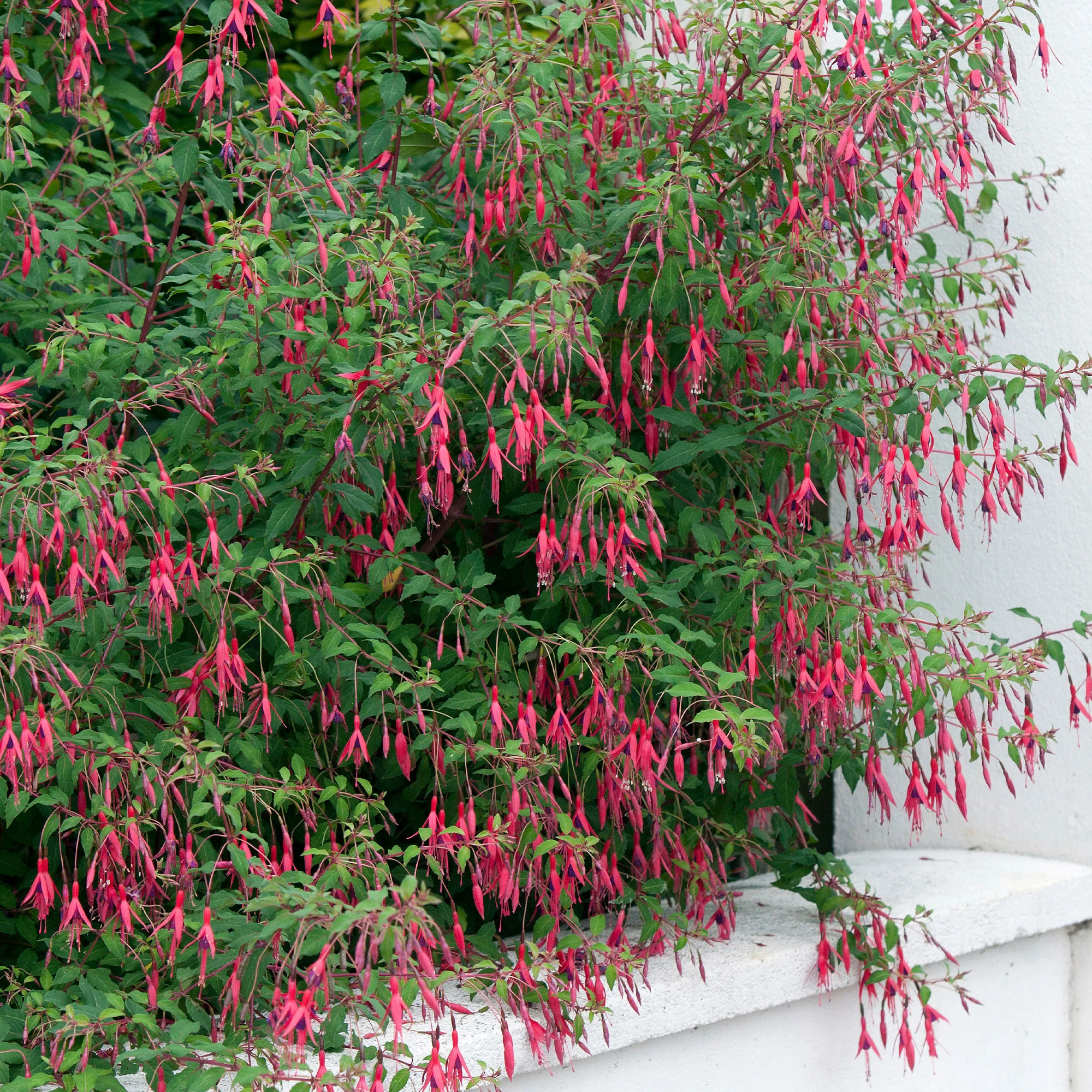 3 Fuchsias Riccartonii - Image 7