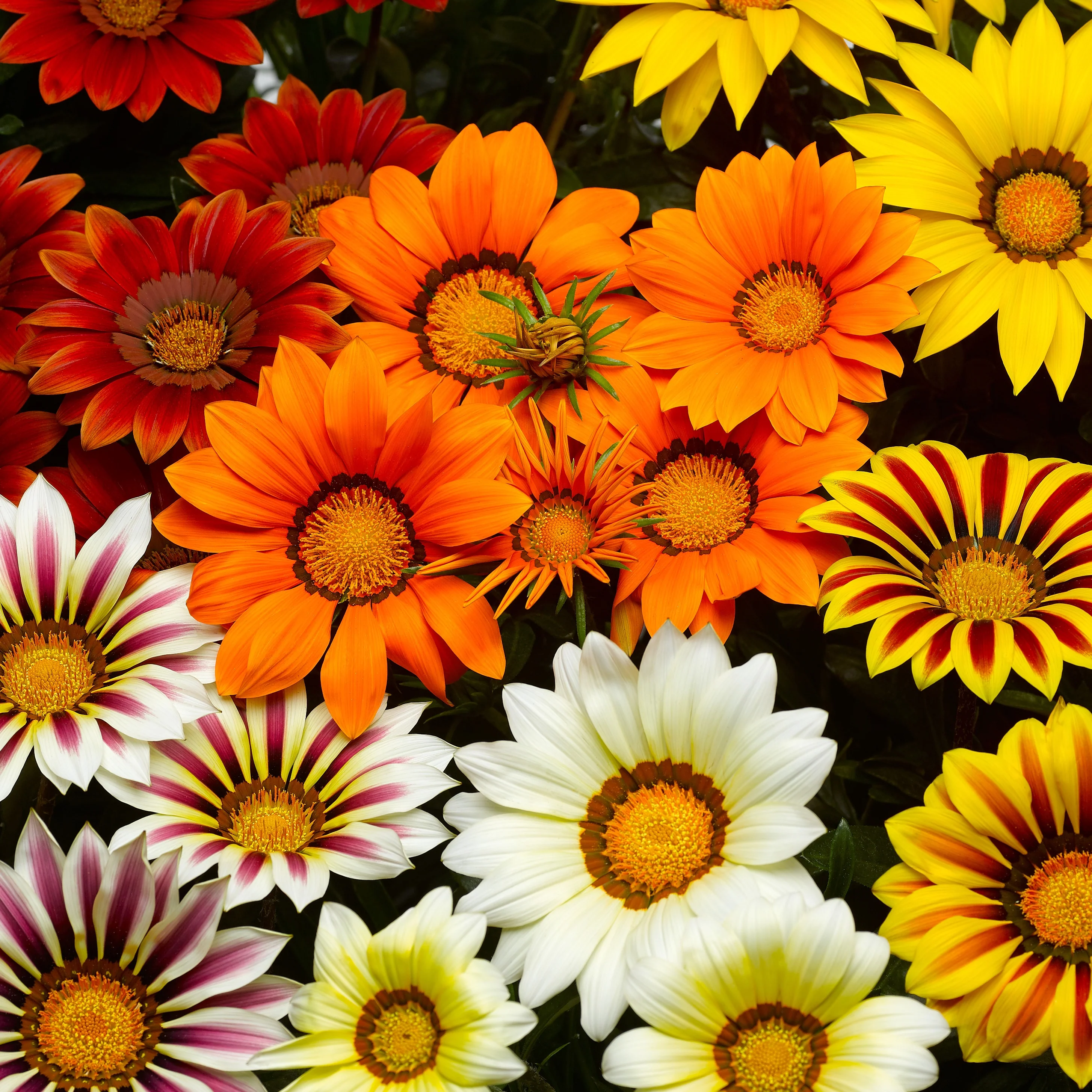 3 Gazanias en mélange - Image 2