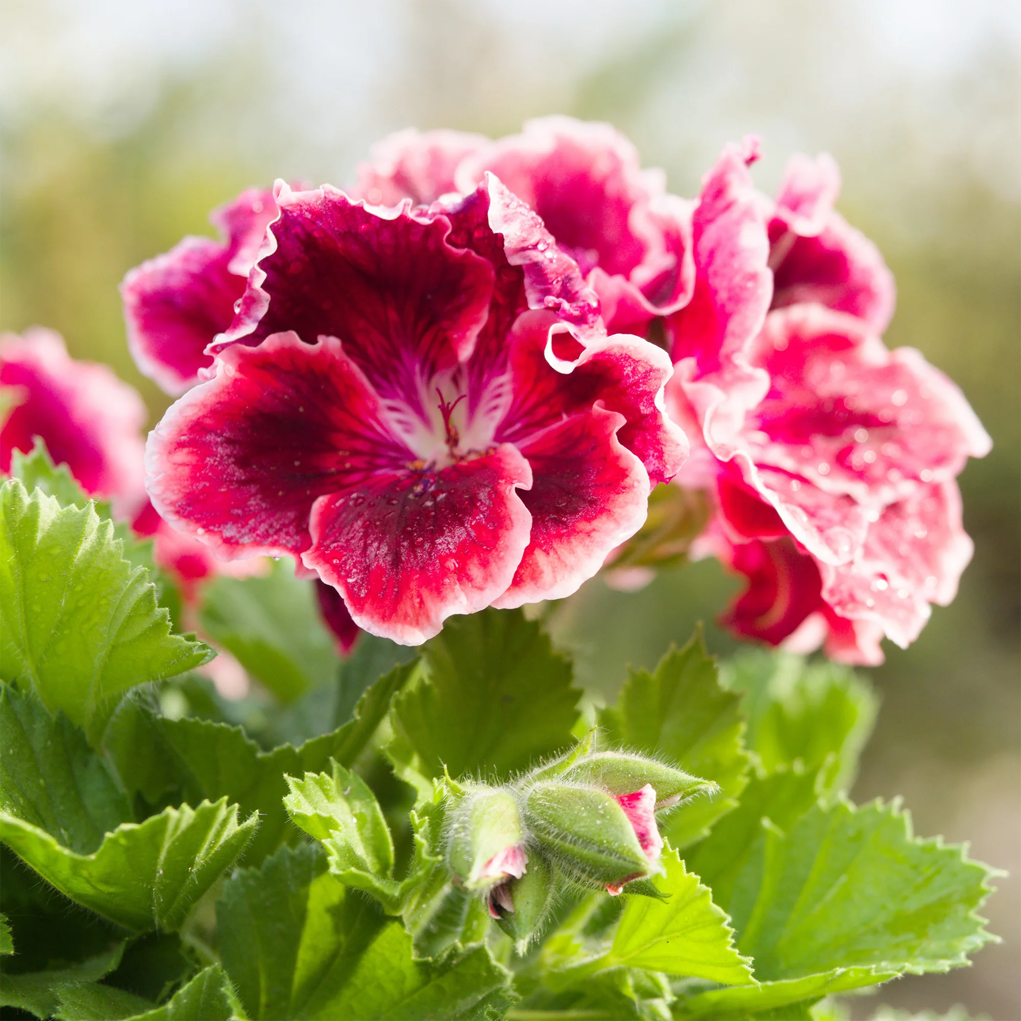 3 Géraniums parfumés Pansy - Image 3