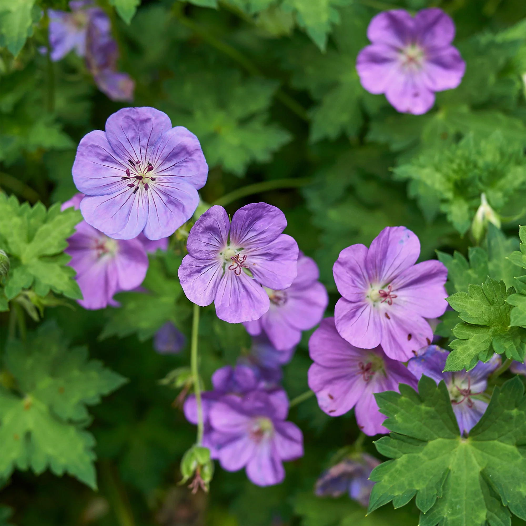 Géranium vivace bleu de l'Himalaya