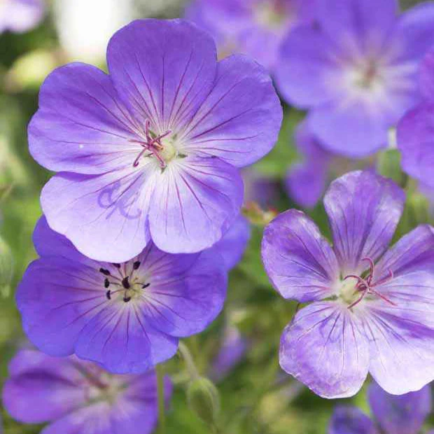 Géranium vivace bleu de l'Himalaya - Image 2