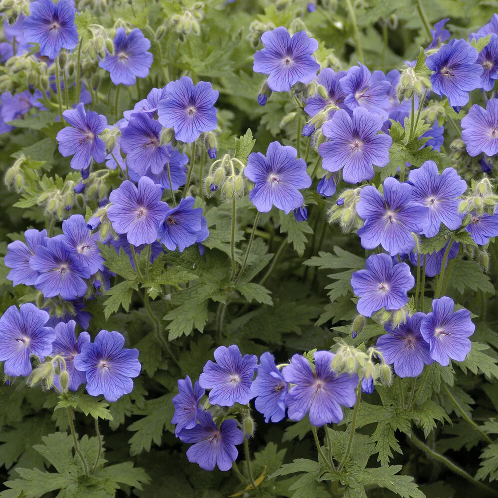 Géranium vivace bleu de l'Himalaya - Image 3