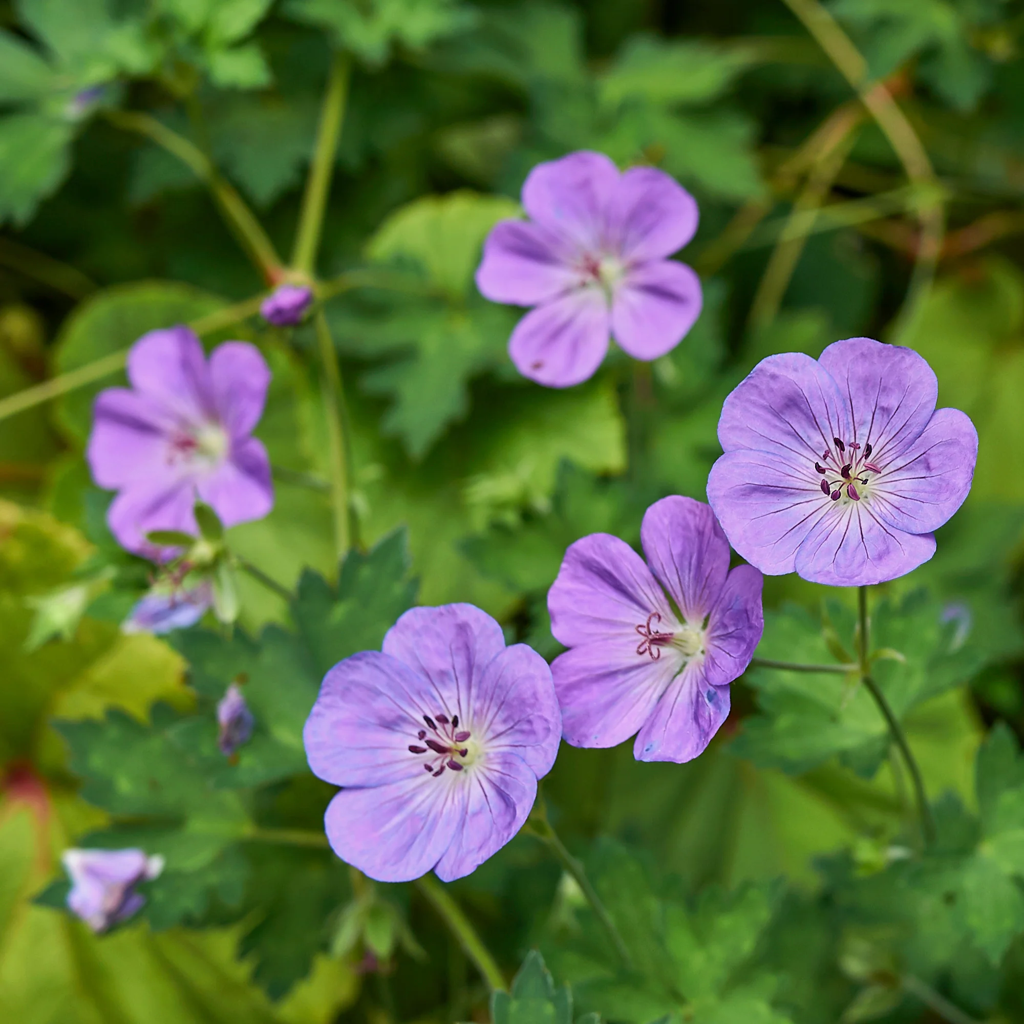 Géranium vivace bleu de l'Himalaya - Image 4