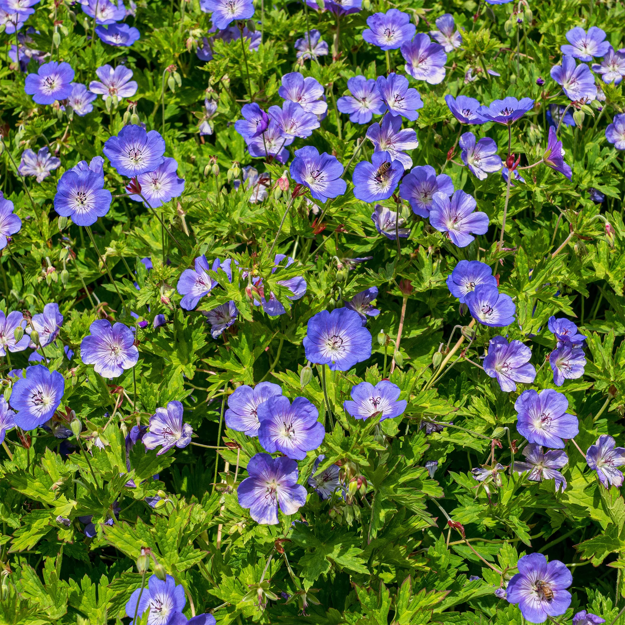 Géranium vivace bleu de l'Himalaya - Image 6