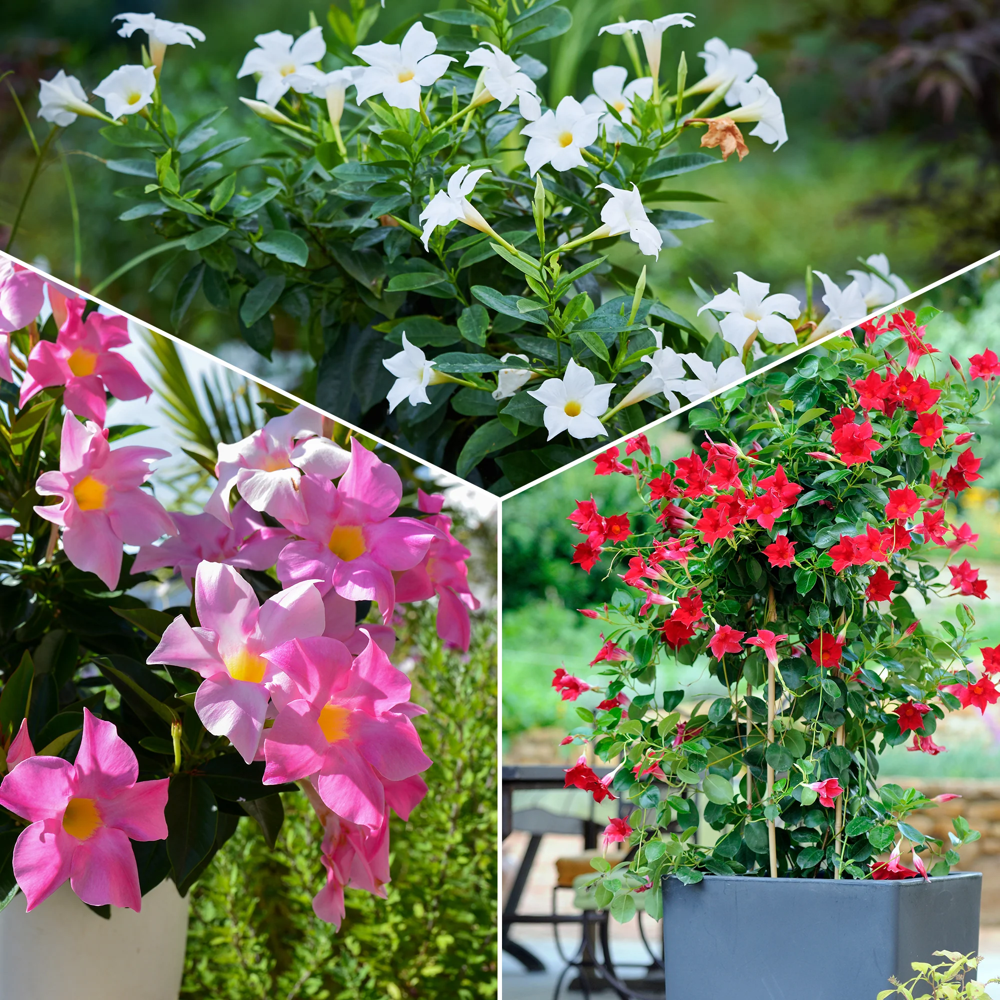 3 Jasmins du Brésil - Dipladenia en mélange - Image 3