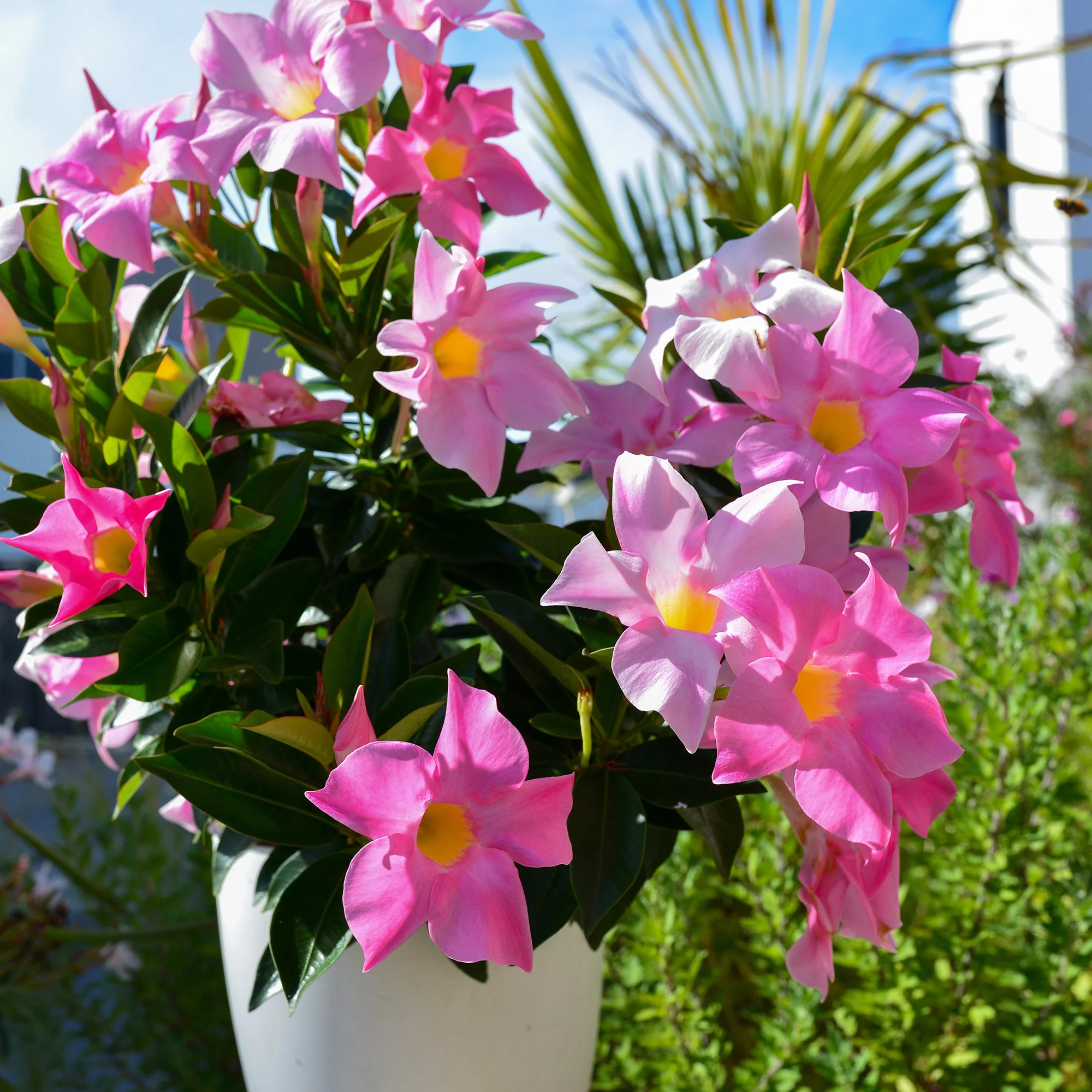 3 Jasmins du Brésil - Dipladenia en mélange - Image 5