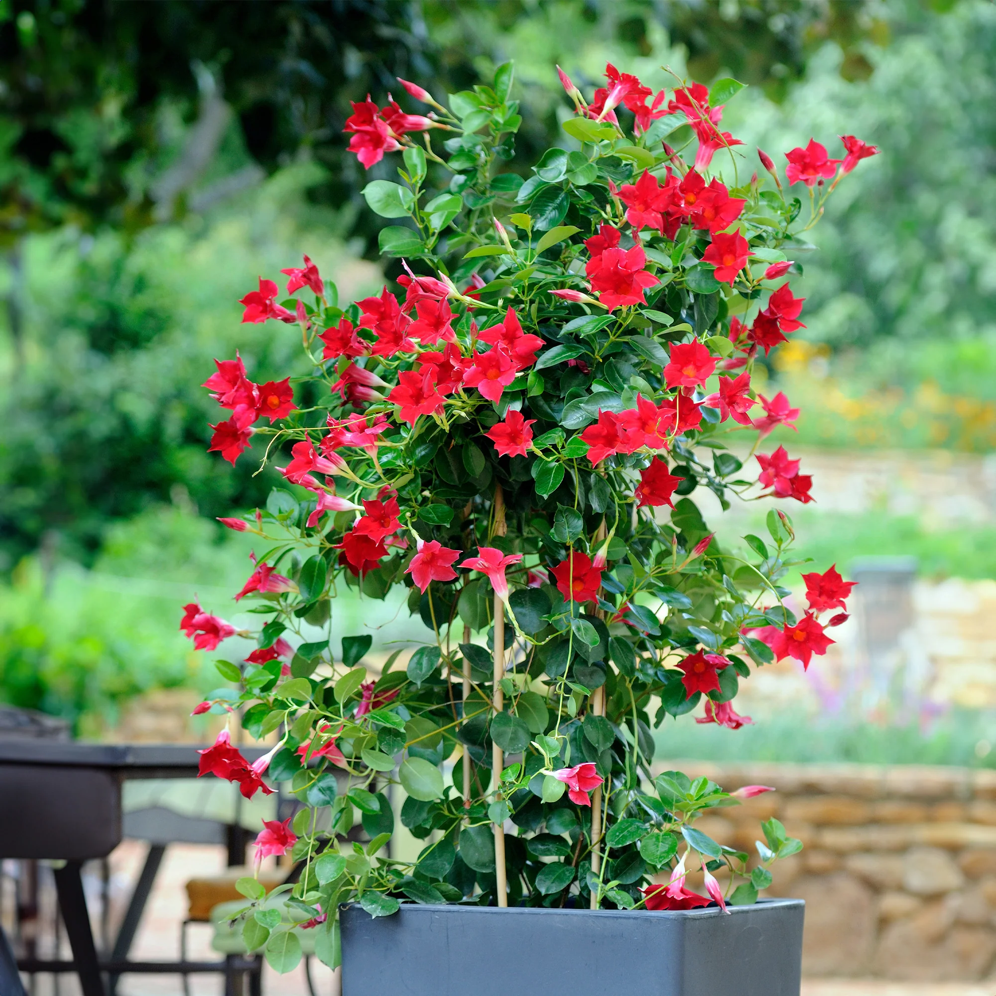 3 Jasmins du Brésil - Dipladenia en mélange - Image 6