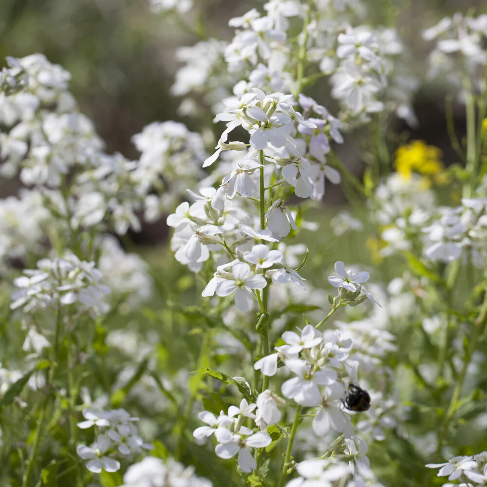 Julienne des Dames à fleurs blanches - Image 3