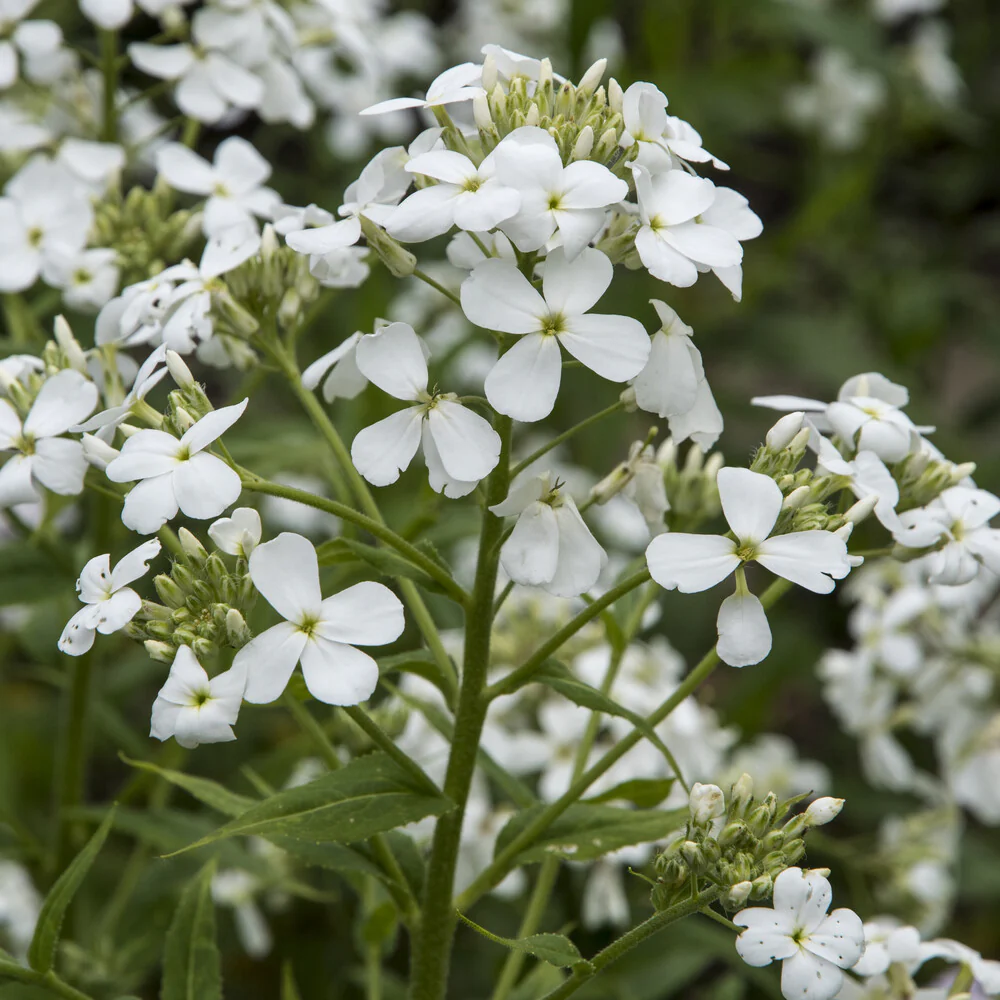 Julienne des Dames à fleurs blanches - Image 4