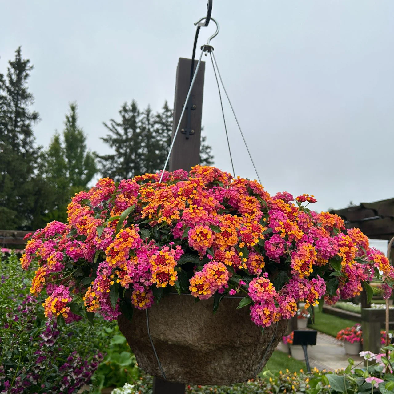 3 Lantana Passionfruit - Image 3