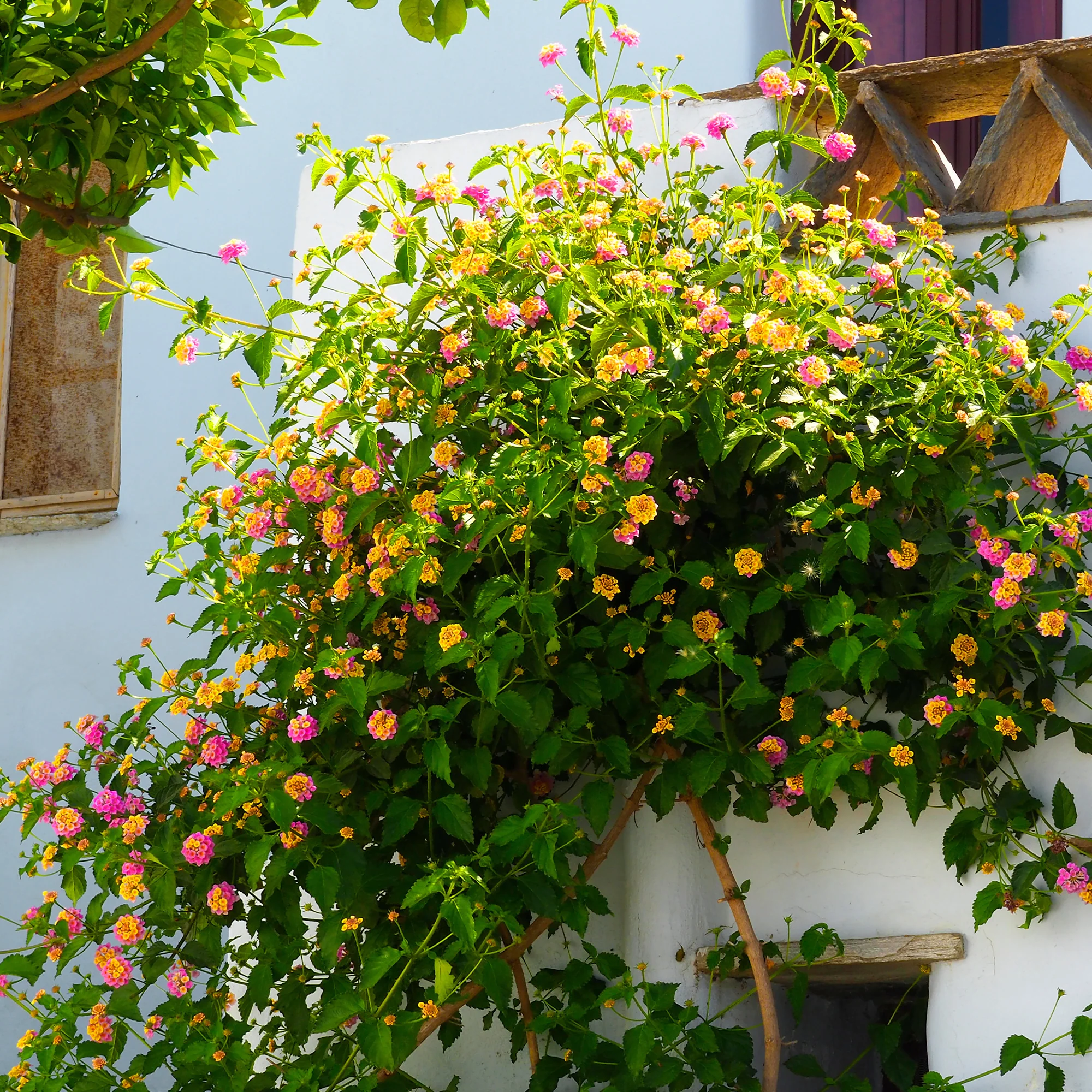 3 Lantana Passionfruit - Image 6