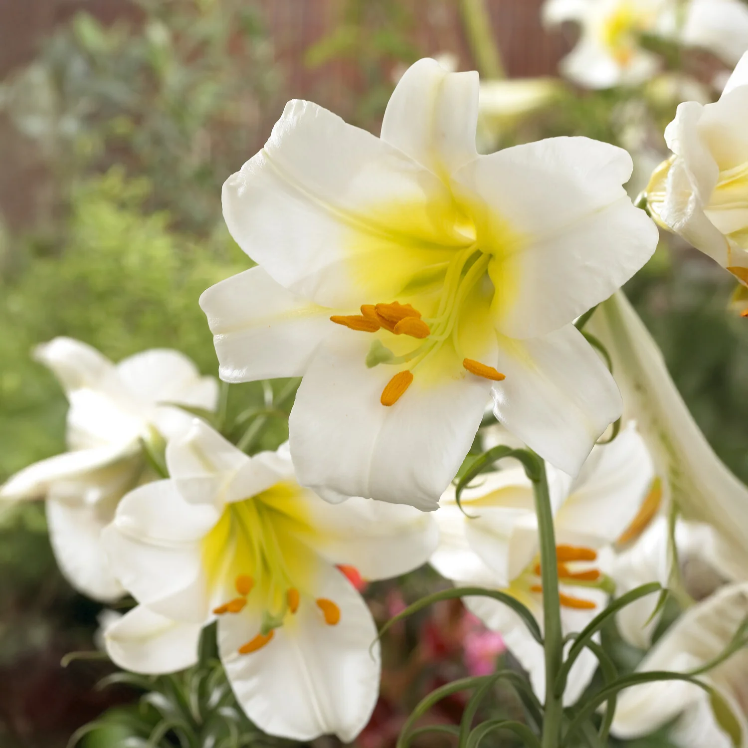 3 Lis Trompette royal blanc - Image 3