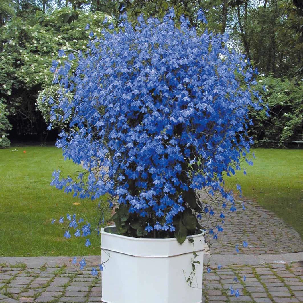 3 Lobelias Azuro - Image 2
