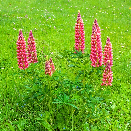 3 Lupins rouges - Image 3