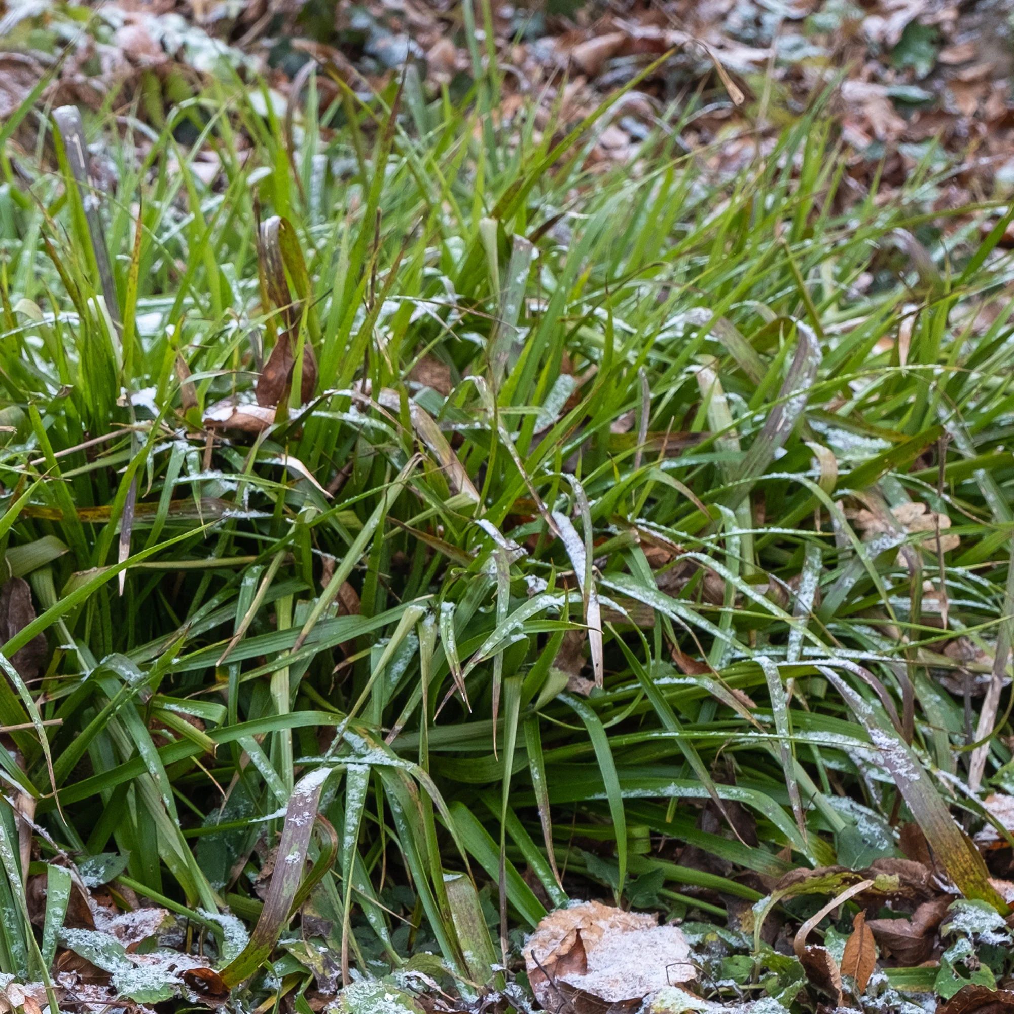 Luzule des bois