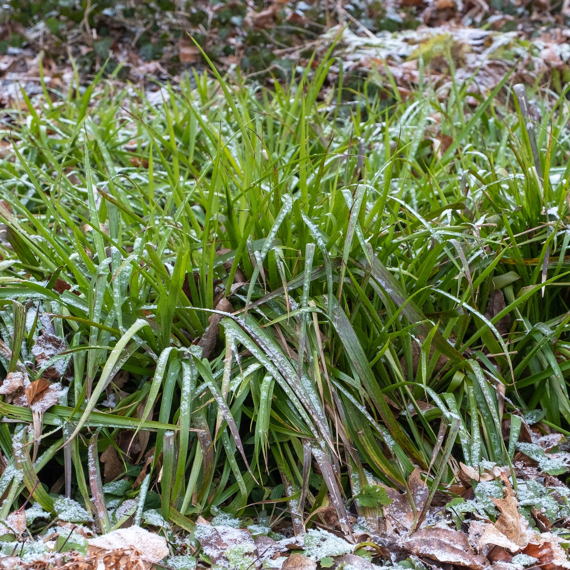 Luzule des bois - Image 2