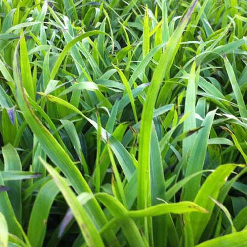 Luzule des bois - Image 3