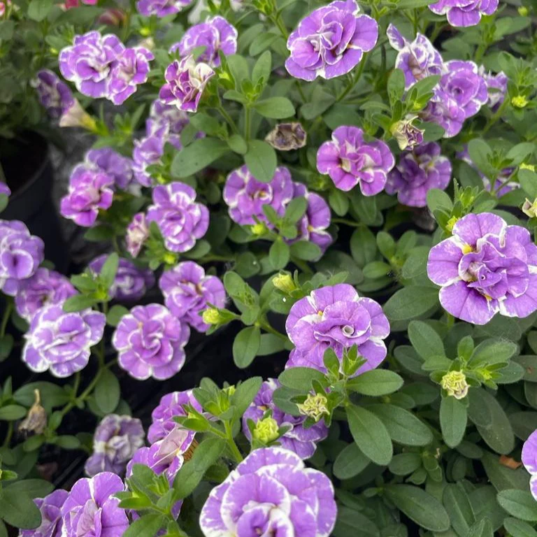 3 Mini-pétunia Double Loopy Lavande