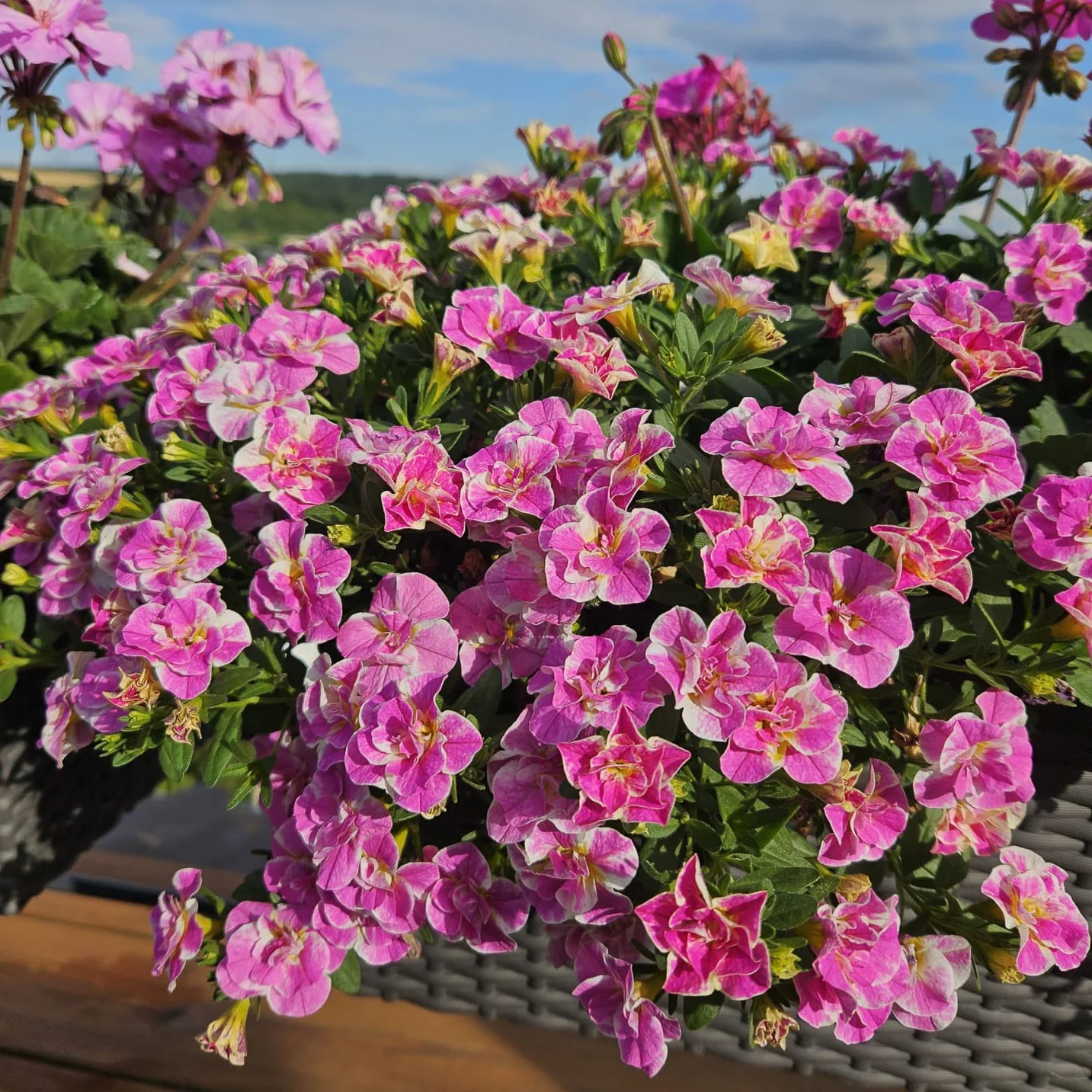 3 Mini-pétunia Double Loopy Rose