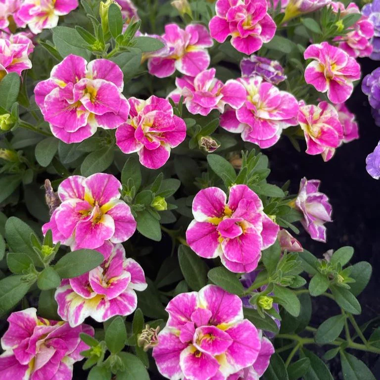 3 Mini-pétunia Double Loopy Rose - Image 2