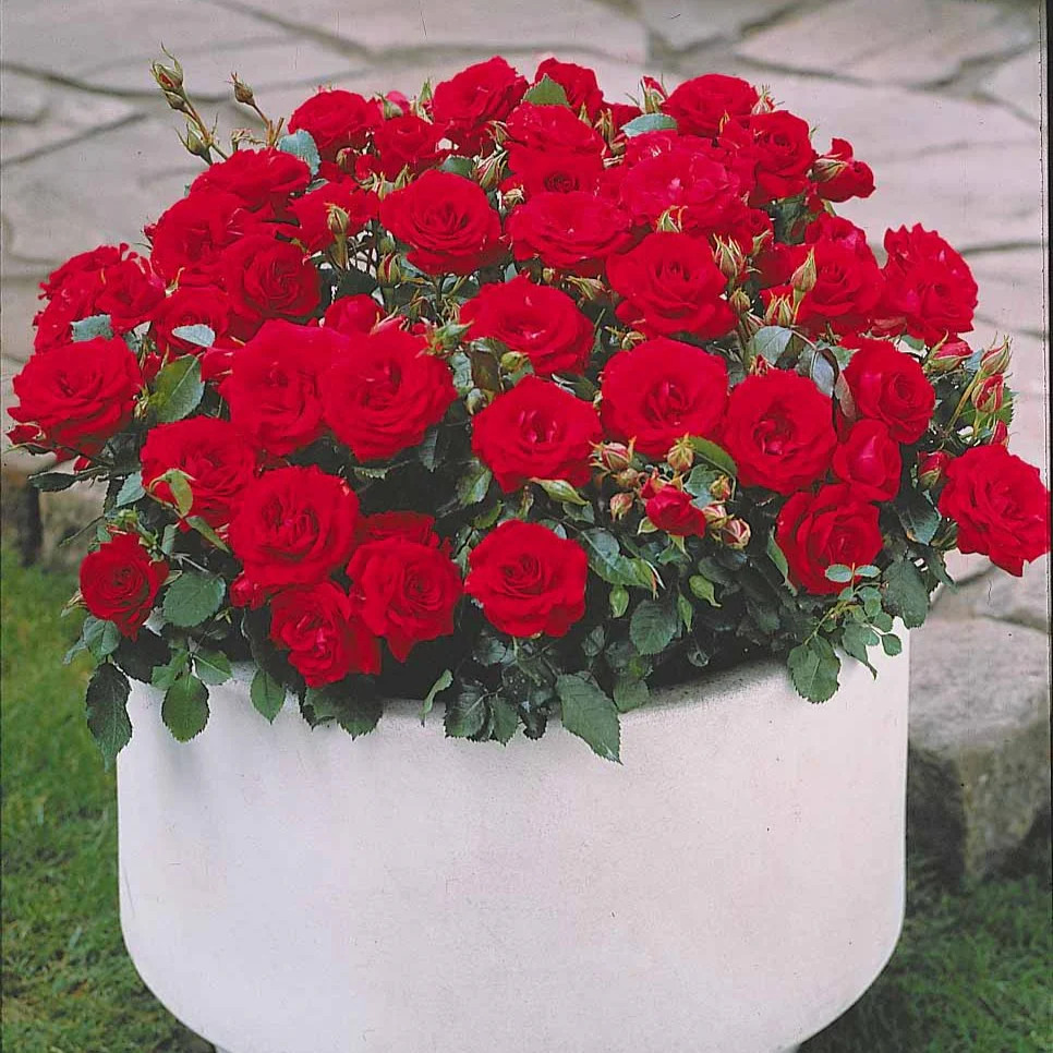 3 Mini-rosiers Randilla rouge