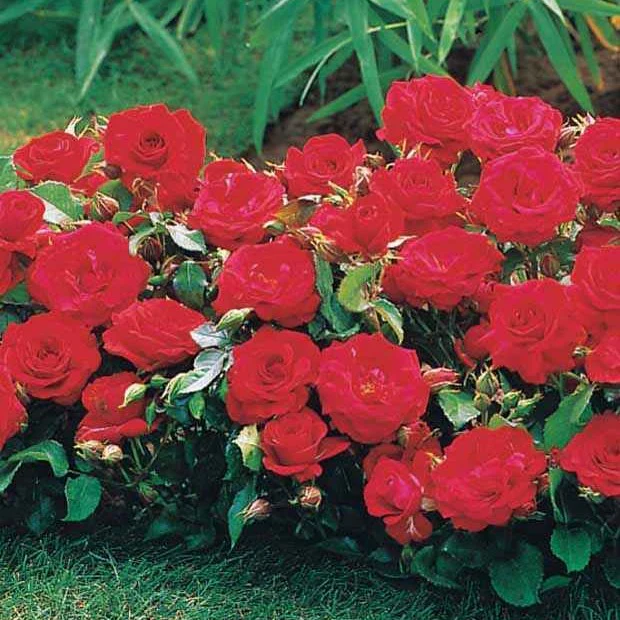 3 Mini-rosiers Randilla rouge - Image 2