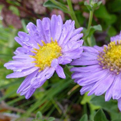 Œil de Christ Rudolf Goethe - Aster