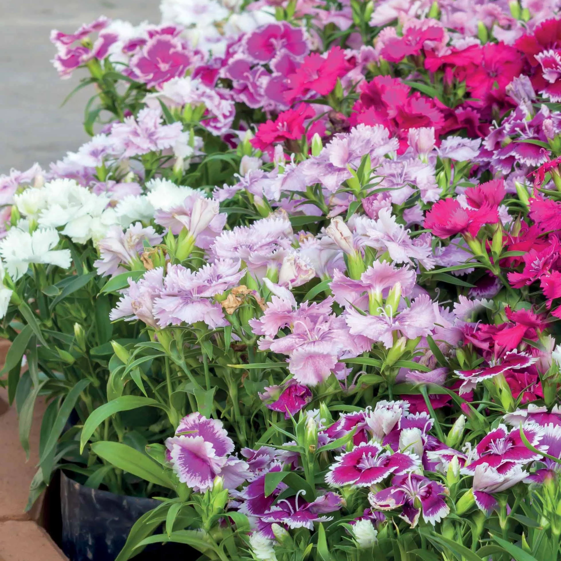 3 Oeillets de poète en mélange