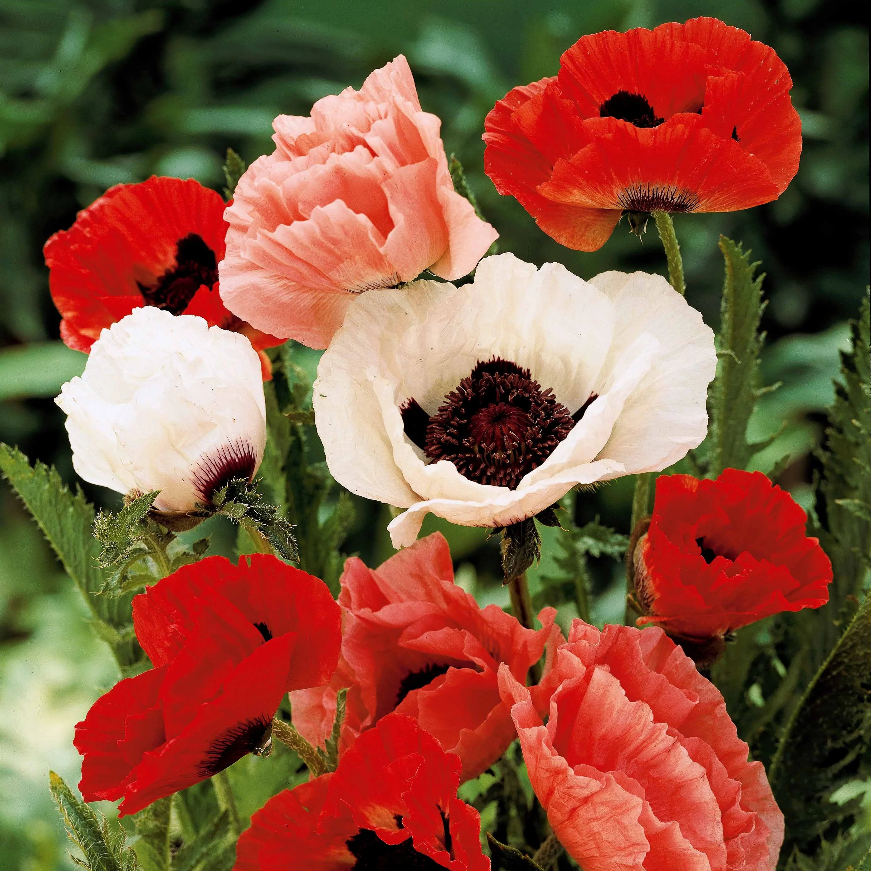 3 Pavots en mélange - Image 2