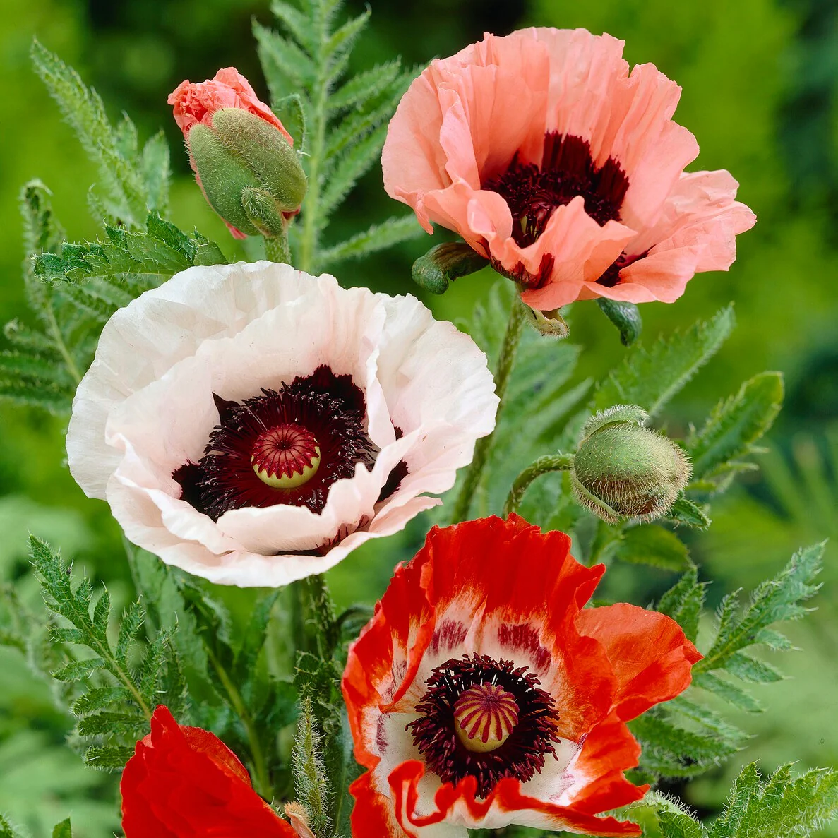 3 Pavots en mélange - Image 3