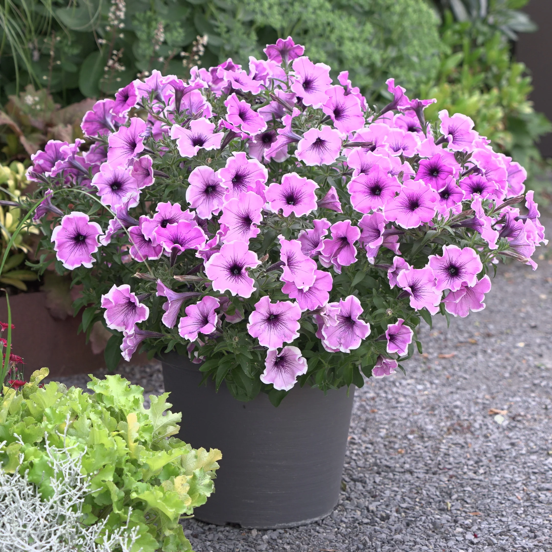 3 Pétunias Lavender Blush