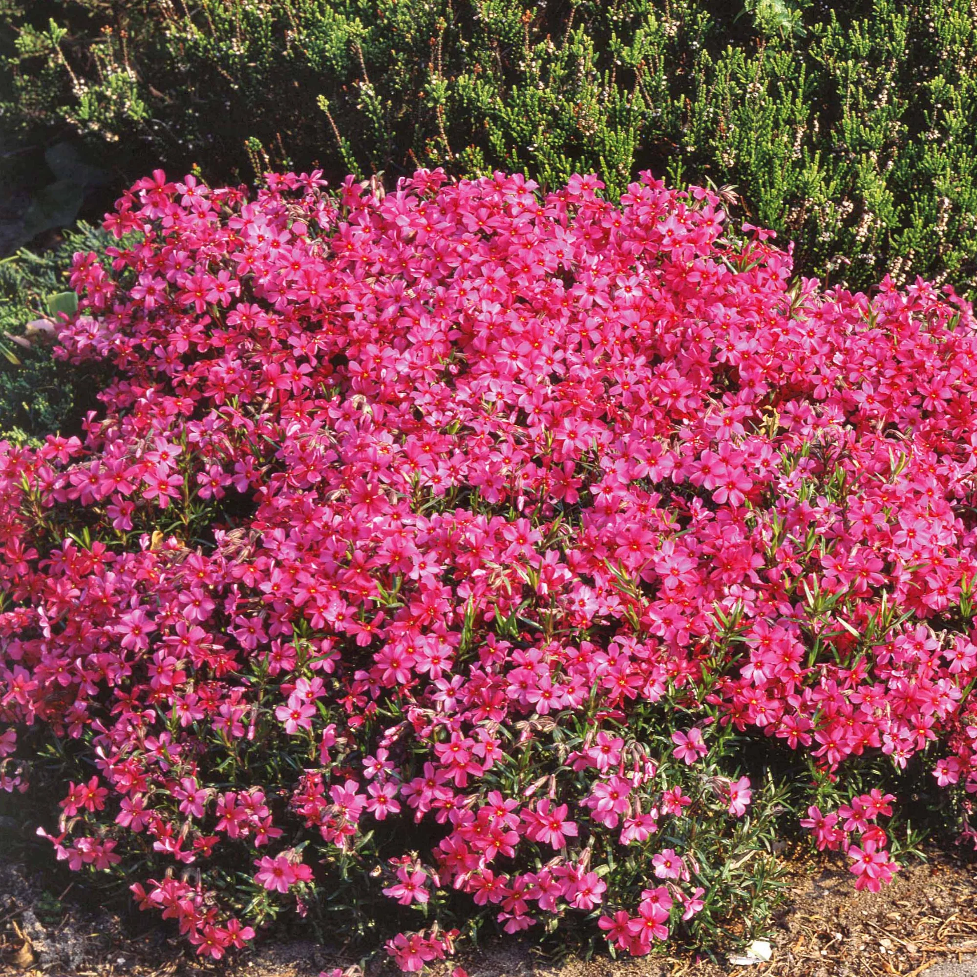 Phlox mousse Moerheimii roses