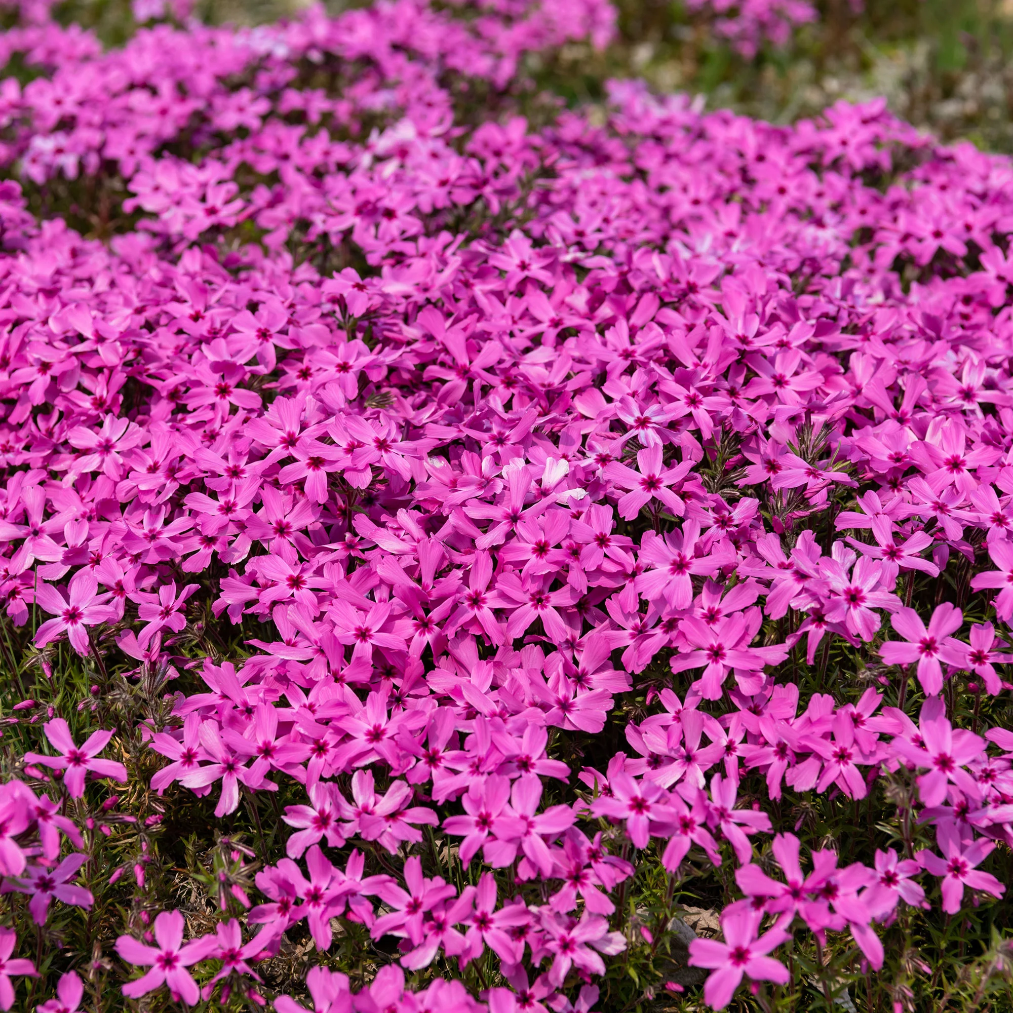 Phlox mousse Moerheimii roses - Image 2