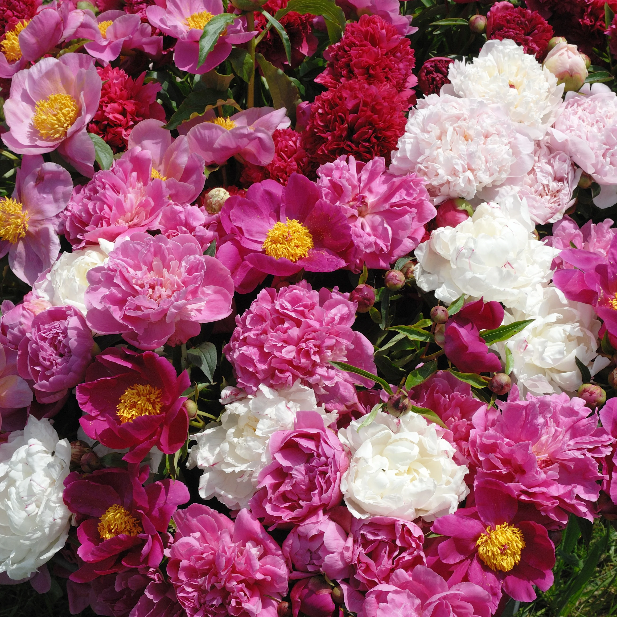 3 Pivoines parfumées rouge, rose, blanche en mélange - Image 2
