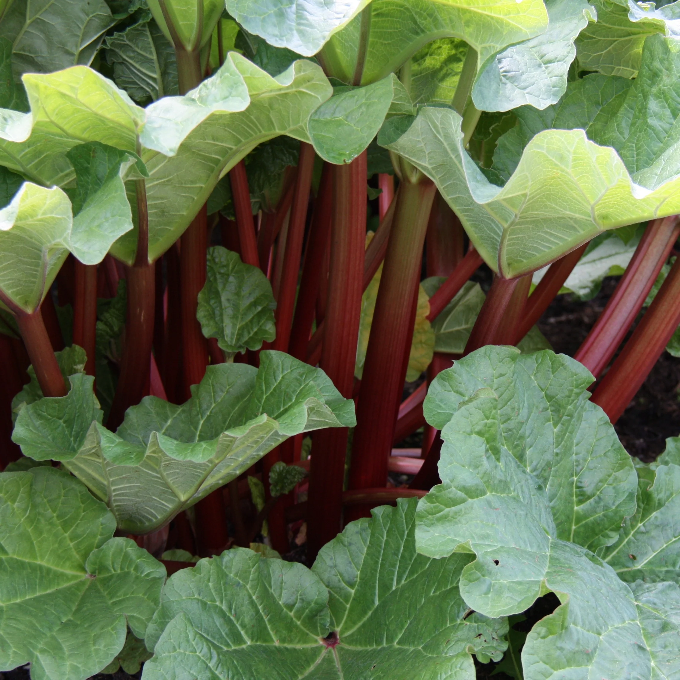 Rhubarbes - Image 3