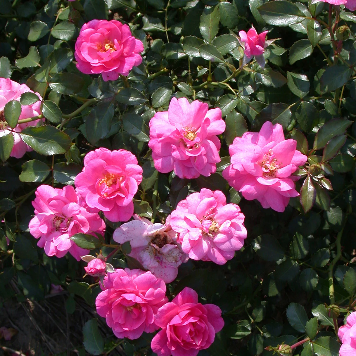 Rosiers couvre-sol Mirato ® - Image 2