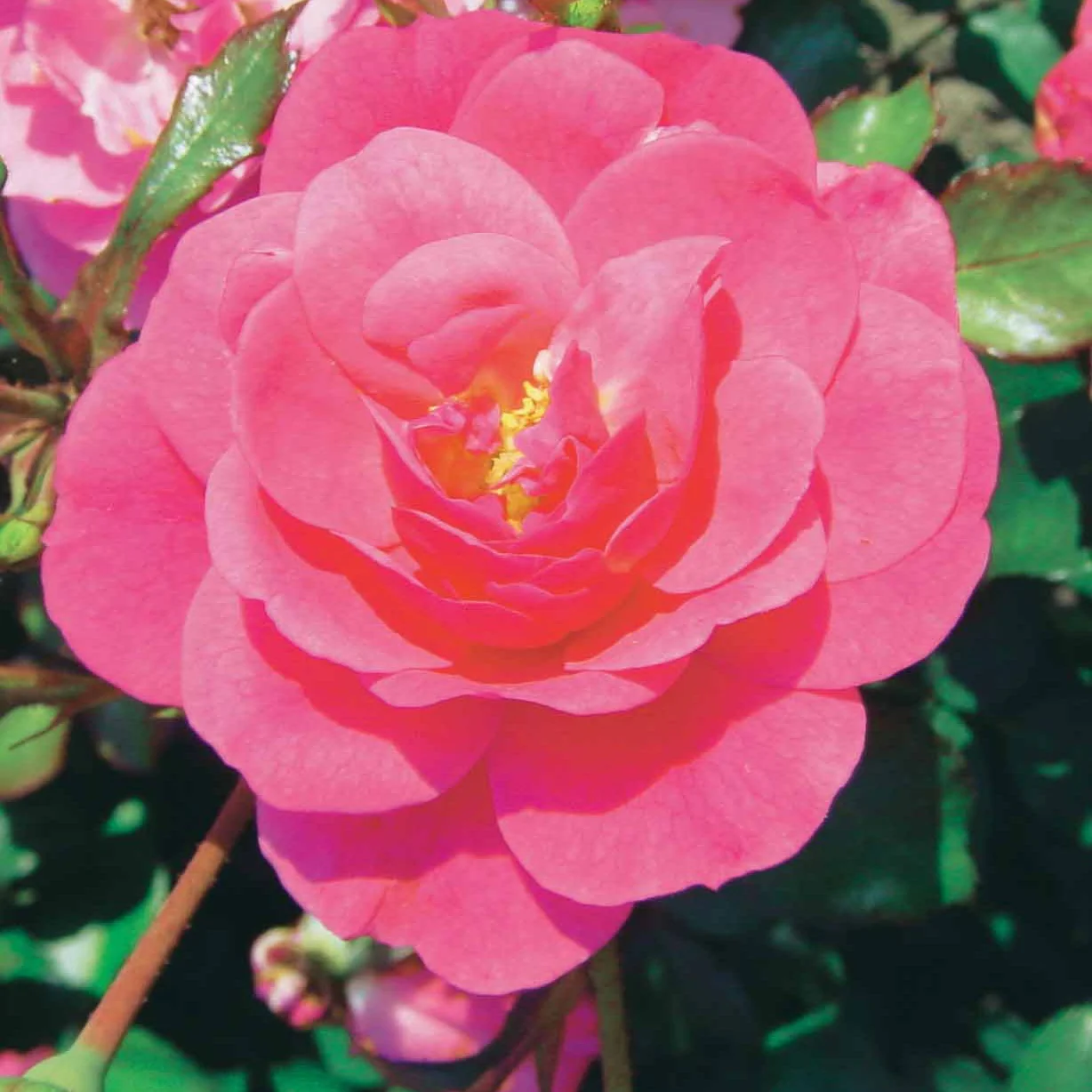 Rosiers couvre-sol Mirato ® - Image 3