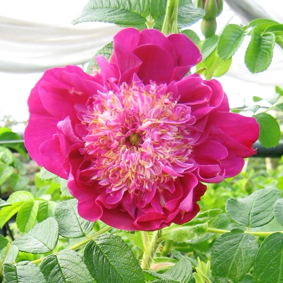 Rosier Pompom Perfume ® pivoine