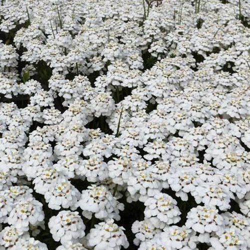Thlaspi toujours vert Schneeflocke Corbeilles d'argents